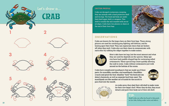 The Ocean Explorer's Drawing Guide For Kids